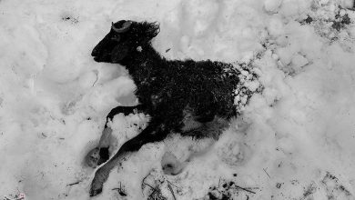 خسارت سیل در سوق کهگیلویه؛ تلف شدن 100 راس دام و آبگرفتگی تجهیزات عشایر / اخبار کهگیلویه و بویراحمد - اخبار استانها