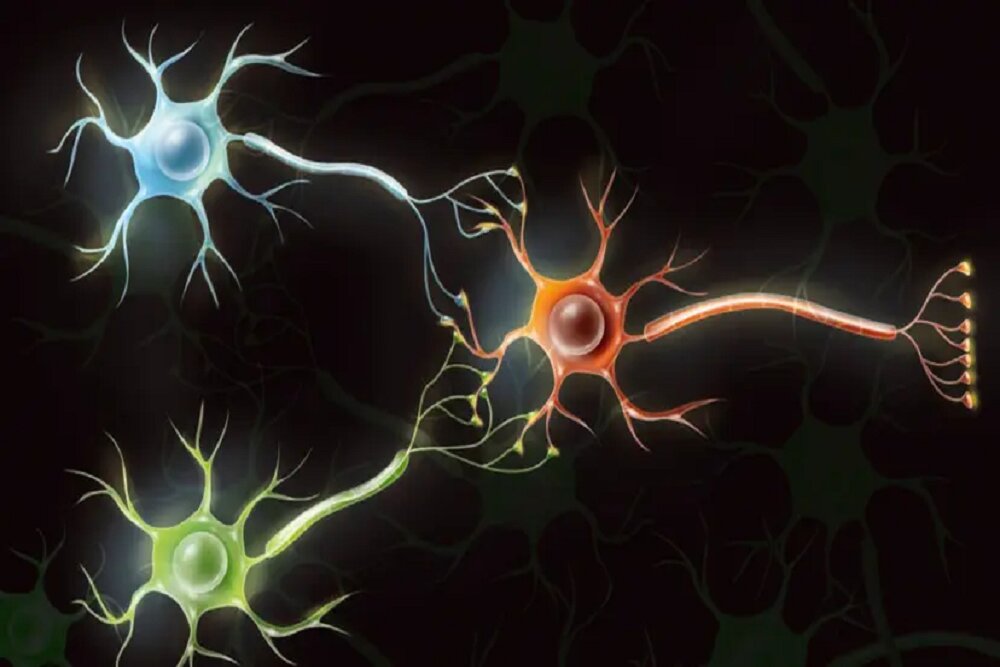 دانشمندان با سلولهای مغز انسان رایانه میسازند / زیسترایانه , سلول مغز , ارگانوئید , هوش ارگانوئیدی , محاسبات زیستی