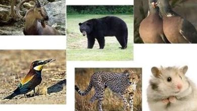 سرشماری گونههای قوچ، میش، کل و بز وحشی در شمال ایران / اخبار مازندران - اخبار استانها