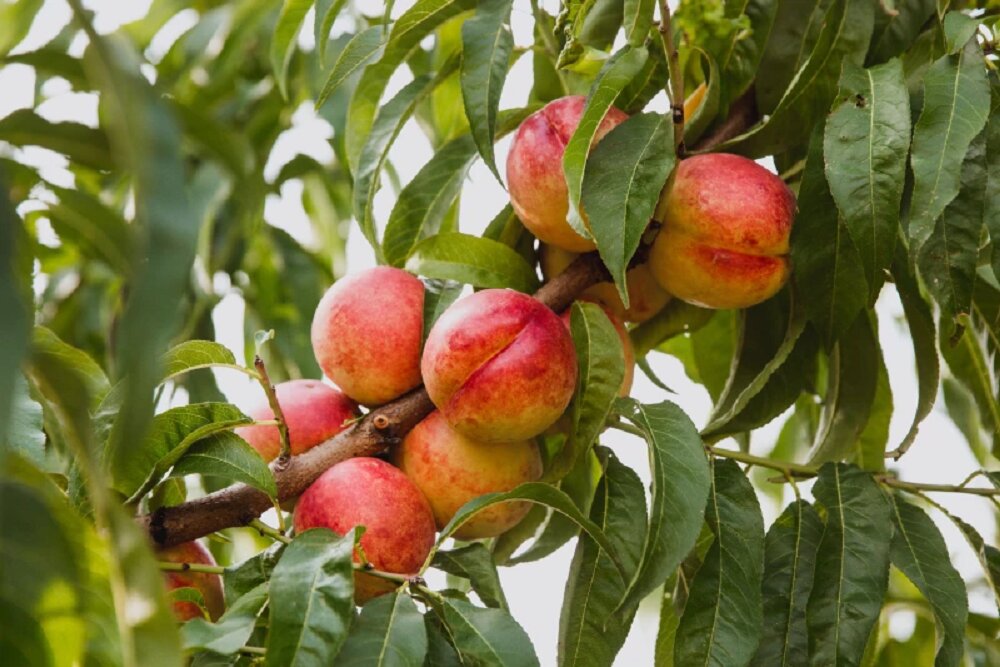 توسعه فناوری تشخیص زمان رسیدن میوه با اسکن برگها توسط محققان اسپانیایی / فناوری کشاورزی , تشخیص رسیدگی میوه , اسکن برگ , دانشگاه اسپانیا , باغداری