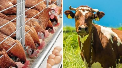 سهمیه بزرگ نهاده دامی در خراسان شمالی/ 3550 تن خوراک دام توزیع شد / اخبار خراسان شمالی - اخبار استانها