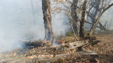 گزارش مجلس درباره علل آتش سوزی جنگل هیرکانی منطقه الیت / اخبار سیاسی روز , اخبار مجلس