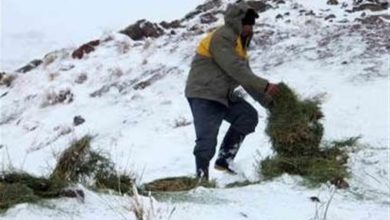 پخش علوفه در شاهرود/حمایت از حیاتوحش در سرمای زمستان / اخبار سمنان - اخبار استانها