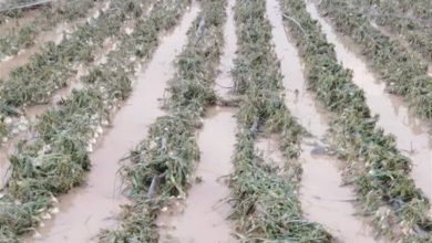 خسارت به 500 هکتار محصول گوجهفرنگی استان بوشهر / اخبار بوشهر - اخبار استانها