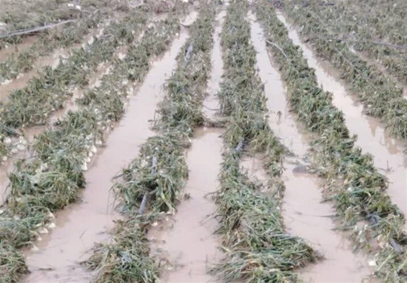 خسارت به 500 هکتار محصول گوجهفرنگی استان بوشهر / اخبار بوشهر - اخبار استانها