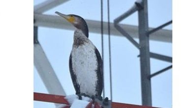 مشاهده پرنده «باکلان» برای نخستینبار در شهرضا / اخبار اصفهان - اخبار استانها