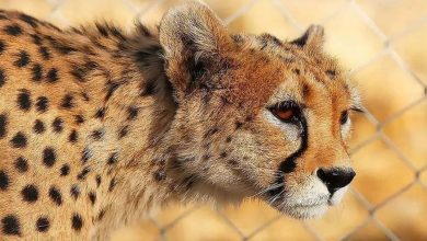 مشاهده 6 یوزپلنگ ایرانی در پناهگاه حیاتوحش میاندشت جاجرم + فیلم / اخبار خراسان شمالی - اخبار استانها