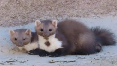 ثبت نخستین مشاهده سمور سنگی در فردوس/ اخبار خراسان جنوبی - اخبار استانها