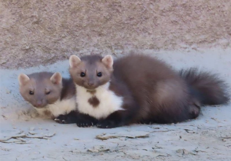 ثبت نخستین مشاهده سمور سنگی در فردوس/ اخبار خراسان جنوبی - اخبار استانها