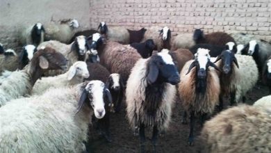 مسمومسازی دامها در یکی از روستاهای بخش بندپی مازندران / اخبار مازندران - اخبار استانها