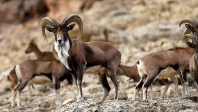 هشدار محیطزیست فارس/احتمال خروج حیاتوحش از زیستگاهها با سرمای شدید / اخبار فارس - اخبار استانها