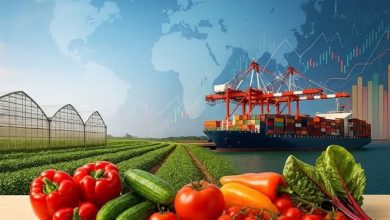 گفتوگو |صادرات محصولات گلخانهای استان مرکزی به 16 میلیون دلار رسید / اخبار مرکزی - اخبار استانها