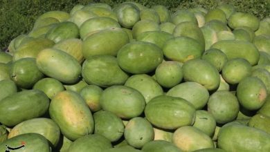 یلدا با طعم هندوانه میناب؛ برداشت محصول خارج از فصل آغاز شد / اخبار هرمزگان - اخبار استانها