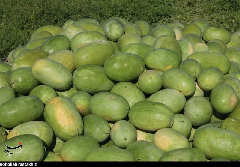 یلدا با طعم هندوانه میناب؛ برداشت محصول خارج از فصل آغاز شد / اخبار هرمزگان - اخبار استانها