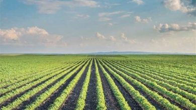 توزیع 3 هزار تن کود فسفات و پتاسیم در سمنان بهصورت عادلانه/ اخبار سمنان - اخبار استانها