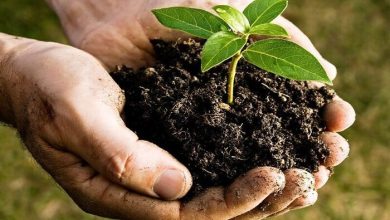 اجرای مطالعات خاکاسی در ۱۰۰ هزار هکتار از اراضی کشور / خاکشناسی , حفاظت از خاک , کشاورزی , اراضی زراعی , آبیاری نوین