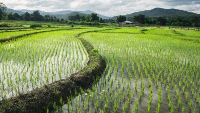 بحران کمآبی در هند؛ تهدید تولید برنج و منابع زیرزمینی / هند , برنج , بحران آب , کشاورزی , یارانه