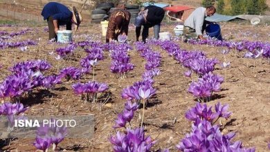 امید تازه کشاورزان آذربایجانغربی: کشت زعفران در سالهای کمآبی / زعفران , آذربایجانغربی , کمآبی , کشاورزی , صادرات