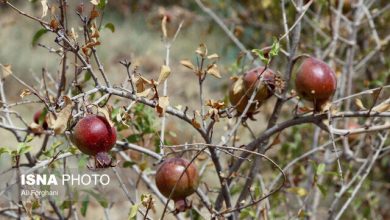بحران خشکسالی انار ساوه را تا مرز نابودی کشانده است / خشکسالی , انار ساوه , بحران آب , اقتصاد کشاورزی , مهاجرت روستایی