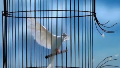 یلدای آزادی؛ مرخصی یکهفتهای 681 زندانی واجد شرایط در استان سمنان / اخبار سمنان - اخبار استانها