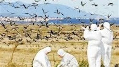 وضعیت سفید اردبیل در شیوع آنفلوانزای فوق حاد پرندگان / اخبار اردبیل - اخبار استانها