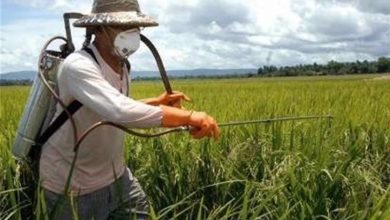 هشدار اجرای مبارزه پاییزه برای کنترل آفات/ اخبار مازندران - اخبار استانها