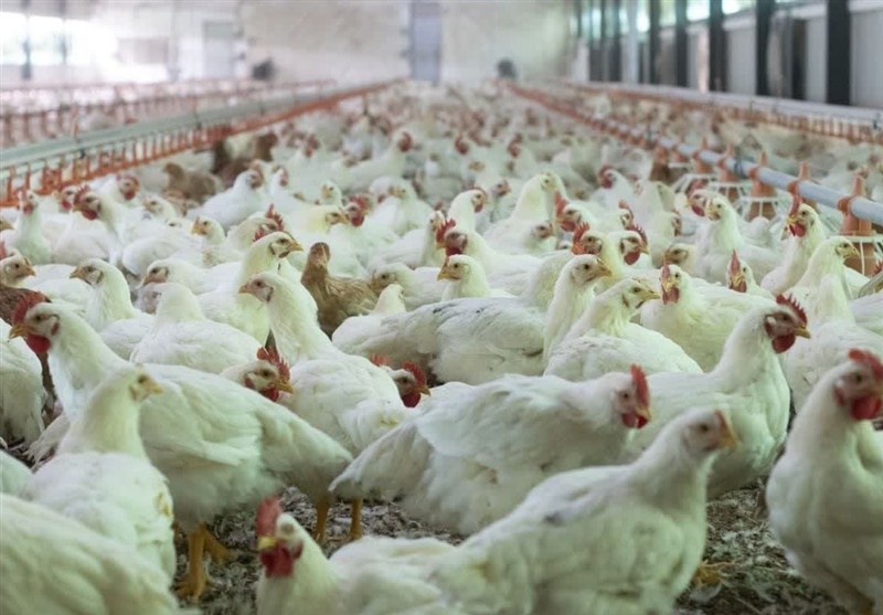 مرغ ماه رمضان و شب عید در مازندران تأمین شد / اخبار مازندران - اخبار استانها