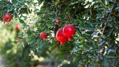 راز طلای سرخ در میانکاله/ محصولی که جای برنج و مرکبات را گرفت/ برگ برنده شمال چیست؟ / اخبار مازندران - اخبار استانها