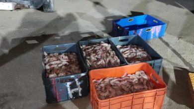 توقیف خودروی حامل صید ممنوعه میگو در اسکله صیادی جفره / اخبار بوشهر - اخبار استانها