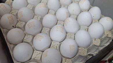 افزایش قیمت تخممرغ به ۳۰۰ هزار تومان برای هر شانه / تخممرغ , قیمتگذاری , اتحادیه مرغداران , گرانفروشی , بازار مصرف