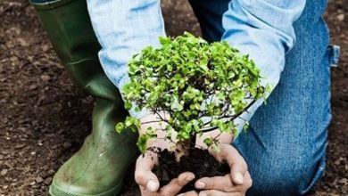 یک میلیارد درخت برای مقابله با تغییر اقلیم/ طرح ملی ایران تا 1408 ادامه دارد / اخبار البرز - اخبار استانها