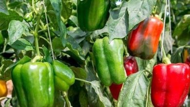 صادرات 7102 تن فلفل دلمه از استان چهارمحال و بختیاری / اخبار چهارمحال و بختیاری - اخبار استانها