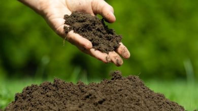 تفاهمنامه حفاظت از خاک میان محیطزیست و جهاد کشاورزی سمنان امضا شد / اخبار سمنان - اخبار استانها