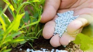 توزیع 81 درصد کود شیمیایی سهمیه چهارمحال و بختیاری / اخبار چهارمحال و بختیاری - اخبار استانها