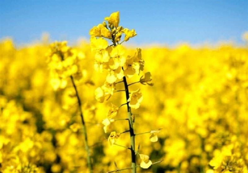ِآغاز کشت 422 هکتار کلزا در خراسان شمالی/ حرکت به سمت خودکفایی تولید روغن / اخبار خراسان شمالی - اخبار استانها