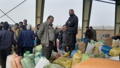 آغاز توزیع نهادههای دامی و 780 تن کنسانتره در بردسکن / اخبار خراسان رضوی - اخبار استانها