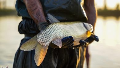 صادرات 85 میلیون دلار محصولات شیلاتی از چهارمحال و بختیاری / اخبار چهارمحال و بختیاری - اخبار استانها