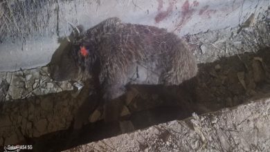 افزایش حضور حیاتوحش در روستاهای کرمانشاه/ محیط زیست هشدار داد / اخبار کرمانشاه - اخبار استانها