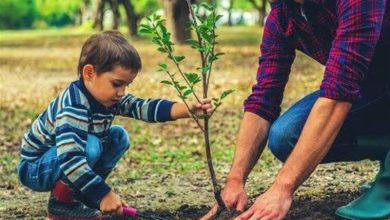 1200 اصله نهال به مناسبت روز مادر در مازندران کاشته شد / اخبار مازندران - اخبار استانها