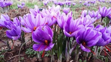 بزرگترین مزرعه طلای سرخ غرب کشور در کبودراهنگ منتظر صنایع تبدیلی / زعفران , کبودراهنگ , صنایع تبدیلی , کشت قراردادی , همدان