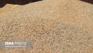 واردات بیش از ۱.۵ میلیون تن گندم در هشت ماهه نخست سال جاری / واردات گندم , گمرک , اقتصاد ایران , کشاورزی , تجارت خارجی