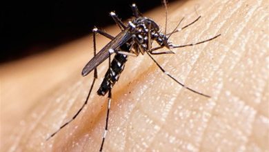 تکذیب ابتلا به تب دنگی در طارم / اخبار زنجان - اخبار استانها