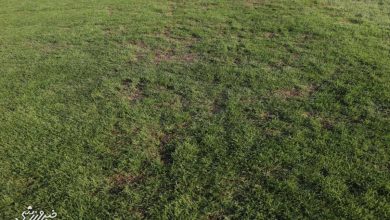 واکنش تند ساپینتو به وضعیت اسفبار چمن شهر قدس در بازی استقلال و گلگهر / استقلال , گلگهر , چمن شهر قدس , ساپینتو , لیگ برتر