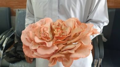 برداشت نخستین قارچ صدفی در هنرستان مرزی/ آموزشی که به تولید رسید+ عکس / اخبار سیستان و بلوچستان - اخبار استانها