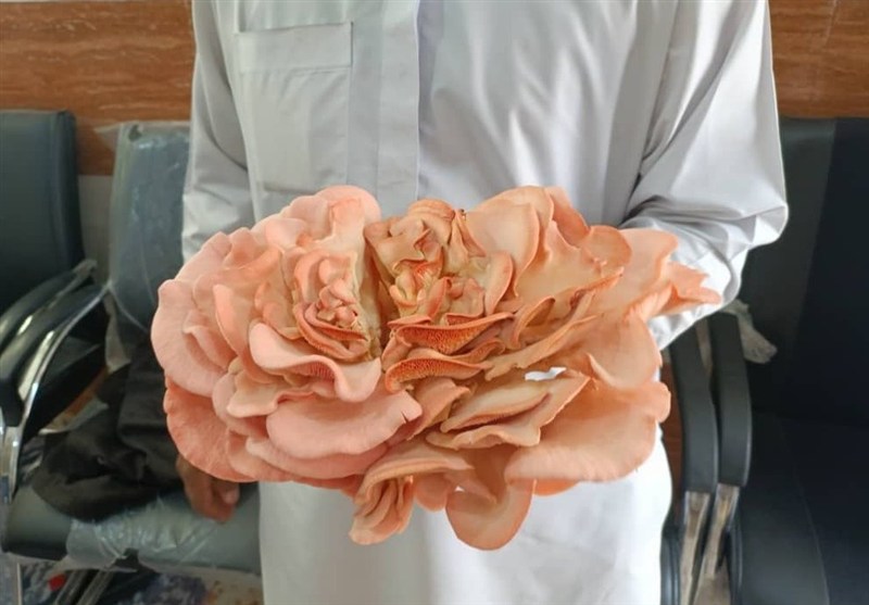 برداشت نخستین قارچ صدفی در هنرستان مرزی/ آموزشی که به تولید رسید+ عکس / اخبار سیستان و بلوچستان - اخبار استانها