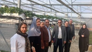 گفتوگو| اجرای طرح زمینگرمایی و کشت معلق در استان مرکزی/ اخبار مرکزی - اخبار استانها