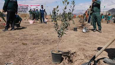 شزط تحقق کاشت یک میلیارد درخت در ایران چیست؟ / اخبار البرز - اخبار استانها