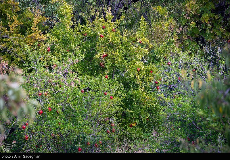 اختصاص کود یارانهدار برای 26 هزار هکتار از باغات گلستان / اخبار گلستان - اخبار استانها
