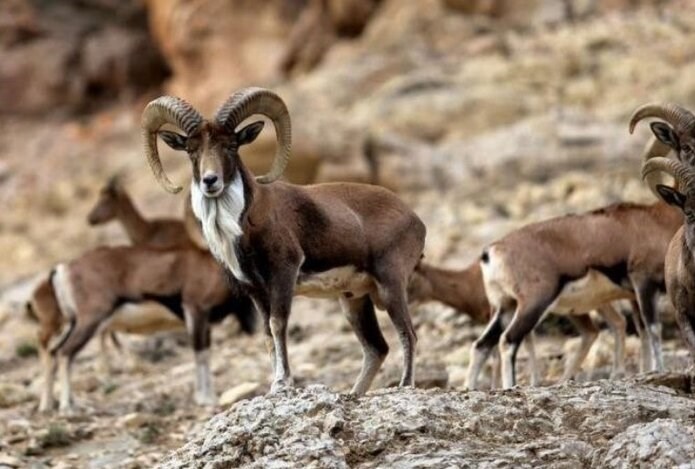 احیای تالاب هشیلان با مدیریت آب؛ انسداد 132 چاه غیرمجاز در کرمانشاه / اخبار کرمانشاه - اخبار استانها