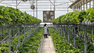 توسعه گلخانههای ورامین؛ افزایش بهرهوری، صرفهجویی در آب و رشد صادرات / اخبار استان تهران - اخبار استانها